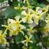 Rhincospermum asiaticum Christabel Bielenberg giallo in vaso 18 cm 29 12213701 ec477071