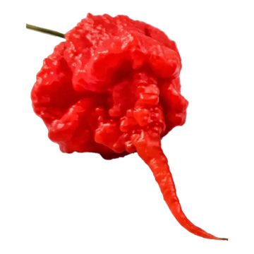 Peperoncino piccante Carolina Reaper