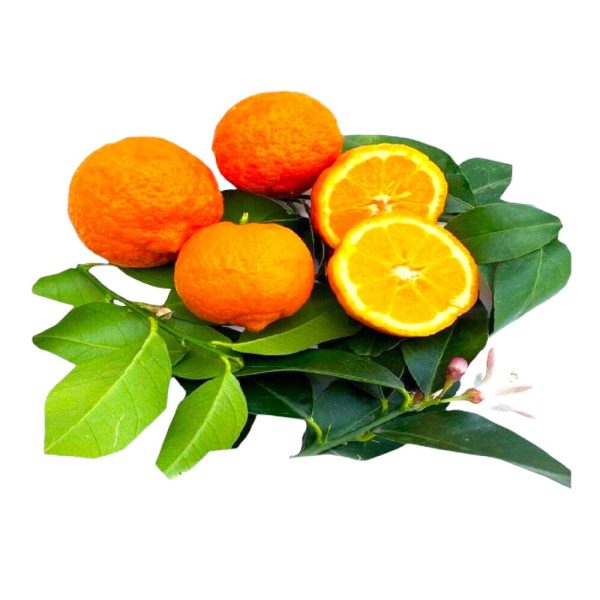 Limone rosso