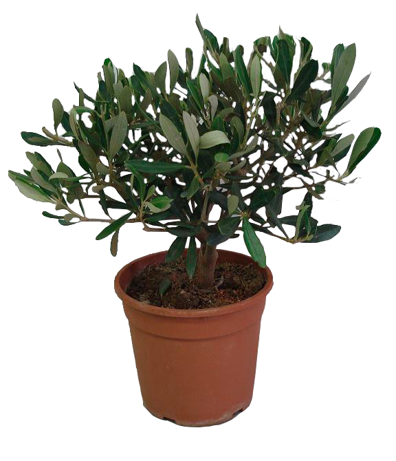 Olivo bonsai