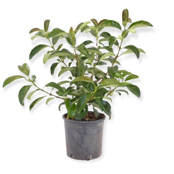 Viburnum Lucidum