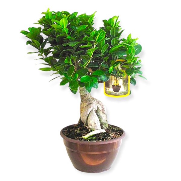 Bonsai Ficus Ginseng
