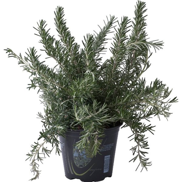 Rosmarino Officinalis Prostrato