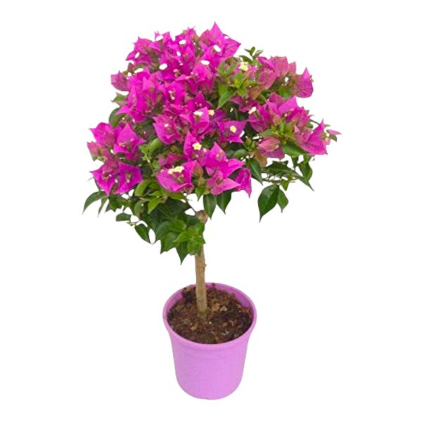 Bouganvillea Sanderiana