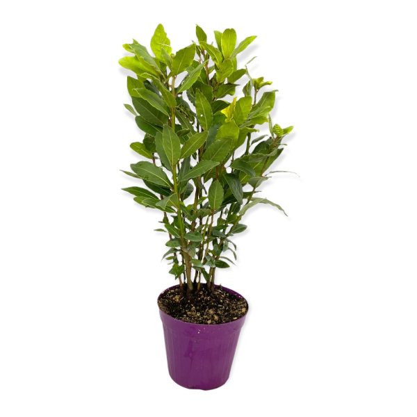 Alloro da siepe Laurus Nobilis