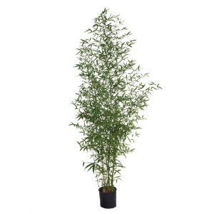 Bamboo Phyllostachys Aurea