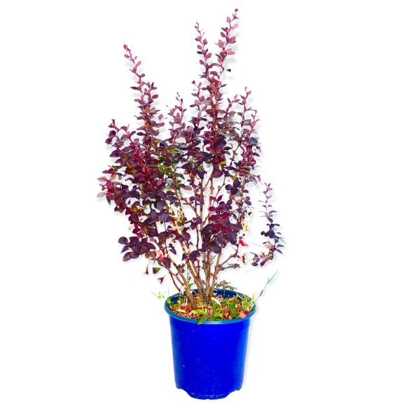 Berberis Thumbergi Purpureo