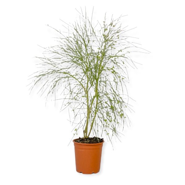 Ginestra Odorosa gialla