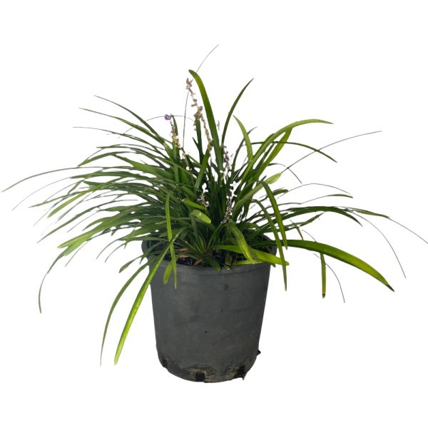 Lyriope Muscari blu