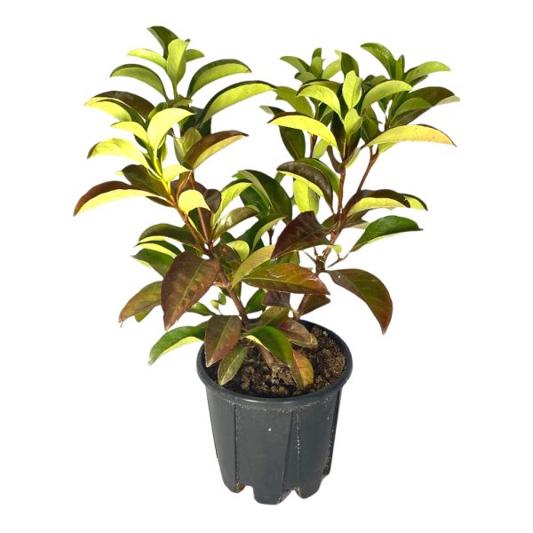 Viburnum Odorantissum Coppertop