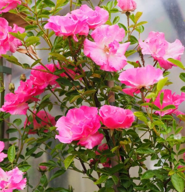 Rosa Banksiae Pink senza spine rampicante