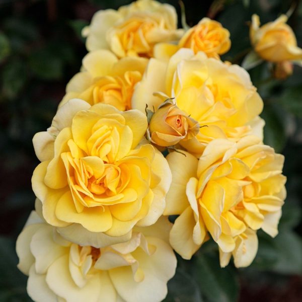 Rosa Golden Pareo