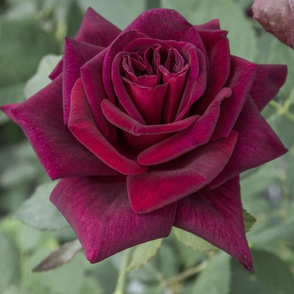 rosa Black Perfumella