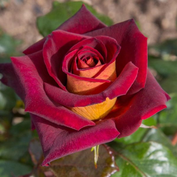 Rosa Eddy Mitchell