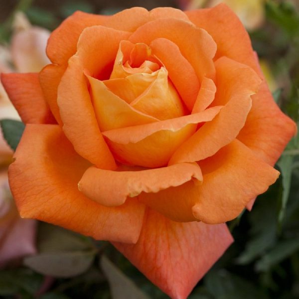 Rosa Louis de Funes