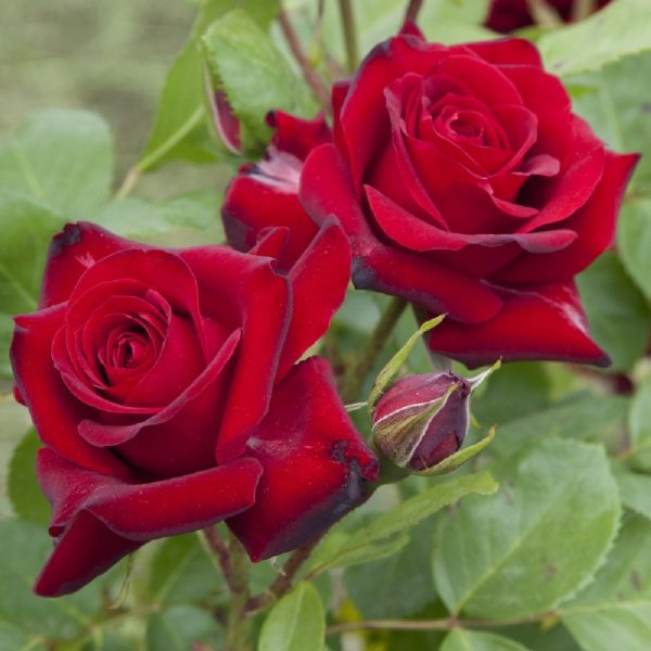 rosa Niccolo Paganini
