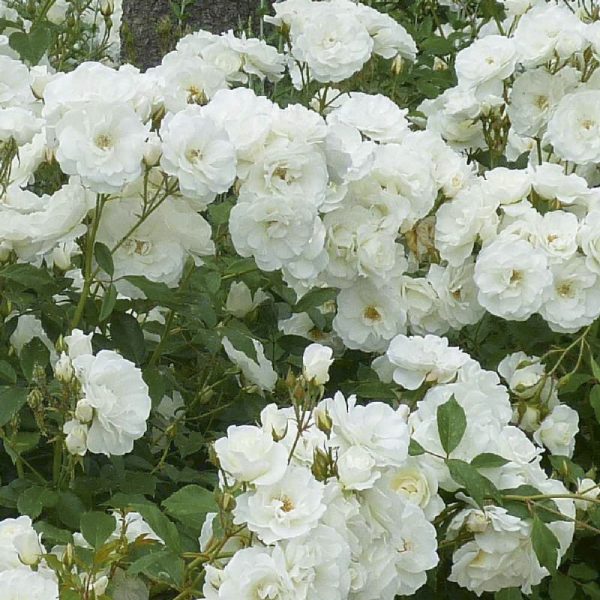Rosa Iceberg® Meilland rampicante