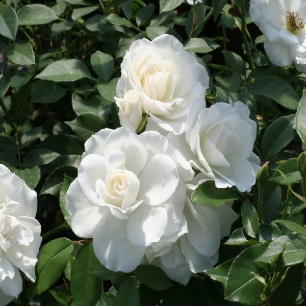 Rosa Iceberg® Meilland a cespuglio