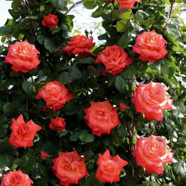 Rosa Christophe Colomb