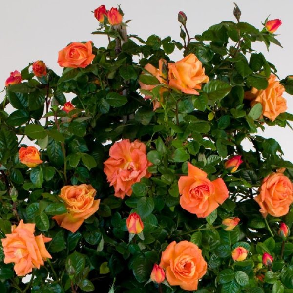 Rosa Louis de Funes® Meilland rampicante