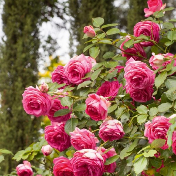 Rosa Zephirine Drouhin (1868)
