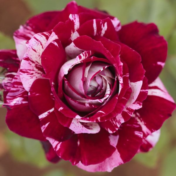 Rosa Julio Iglesias® Meilland ad alberello