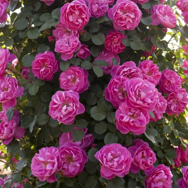 Rosa Allegro