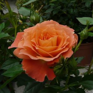 Rosa Orange Symphonie
