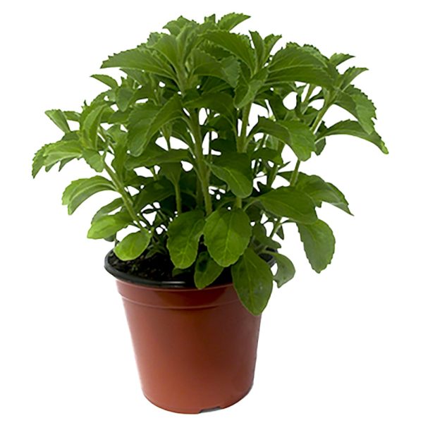 Stevia dello zucchero
