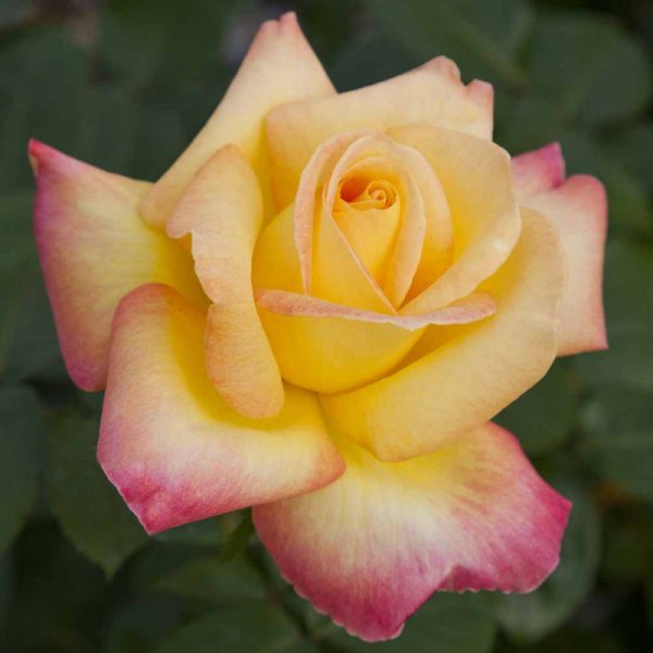 rosa Pullman Orient Express®