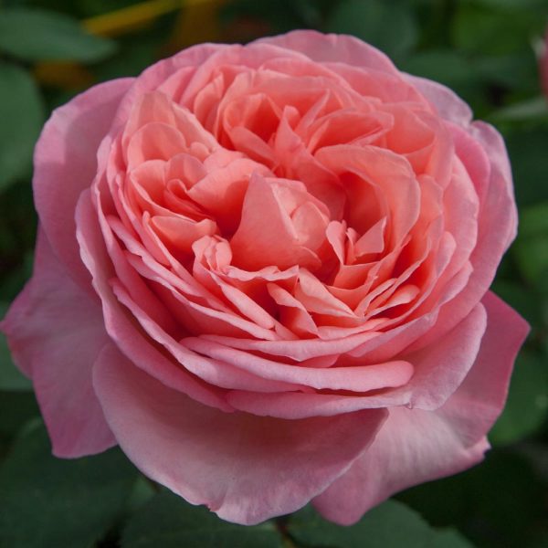 Rosa Mademoiselle® Meilland