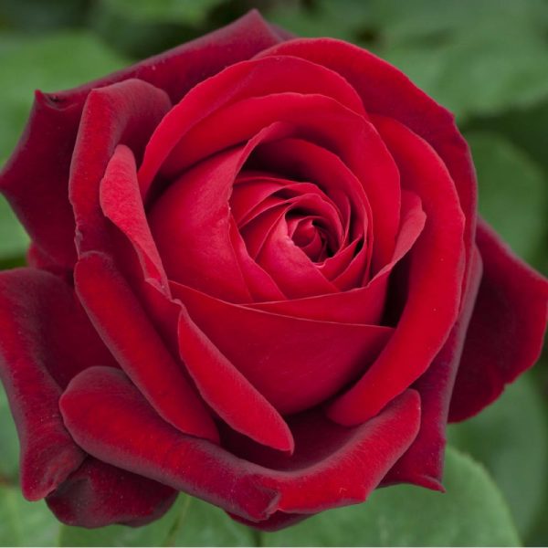 Rosa Edith Piaf