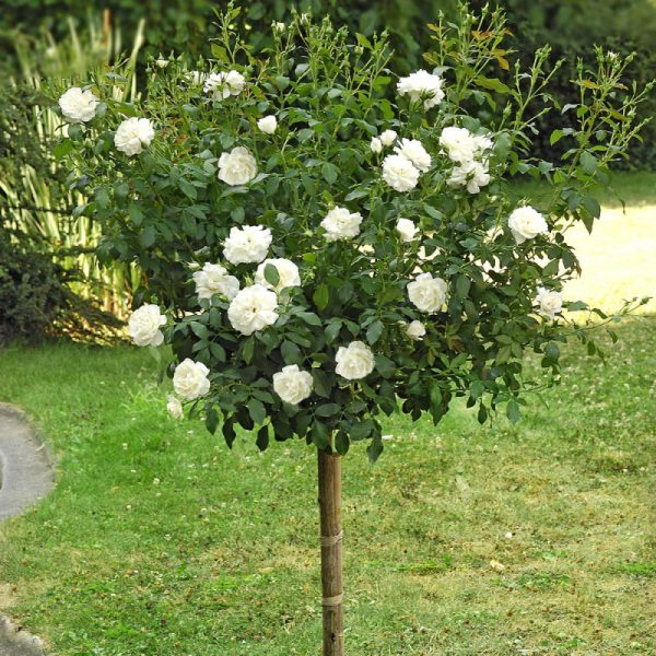 Rosa Creme Chantilly® Meilland