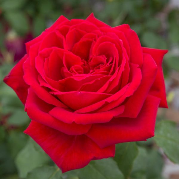 Rosa Botero® Meilland