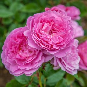 Rosa Romantica® Meilland