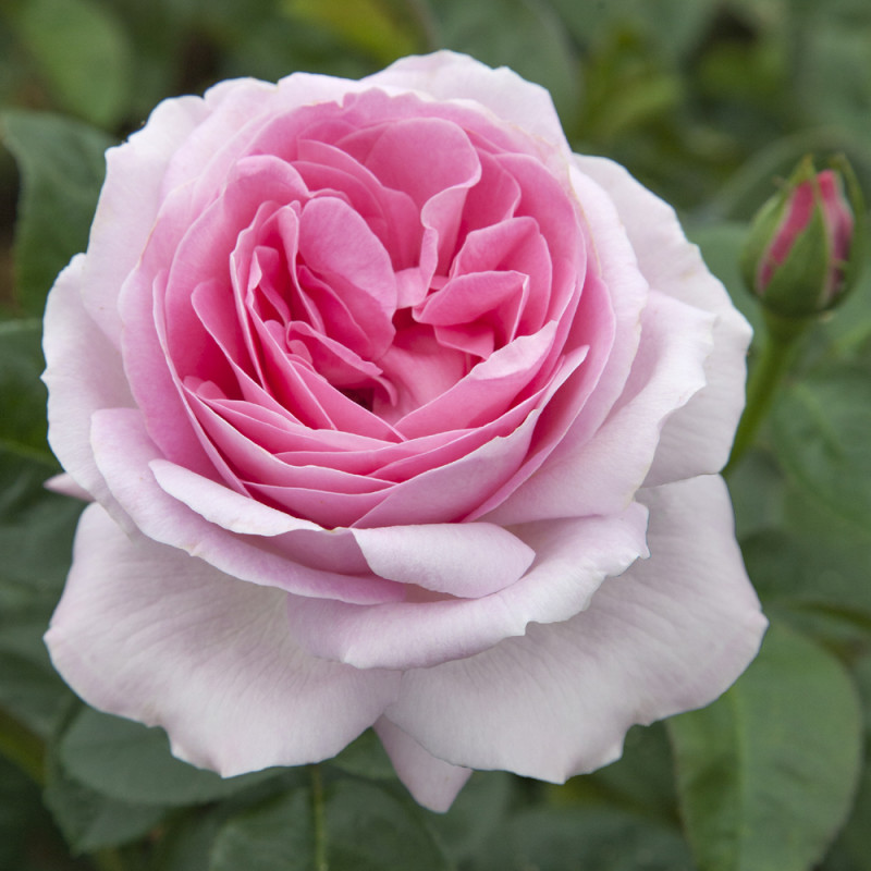 Rosa Pink Eureka® Meilland a cespuglio in vaso 19 cm