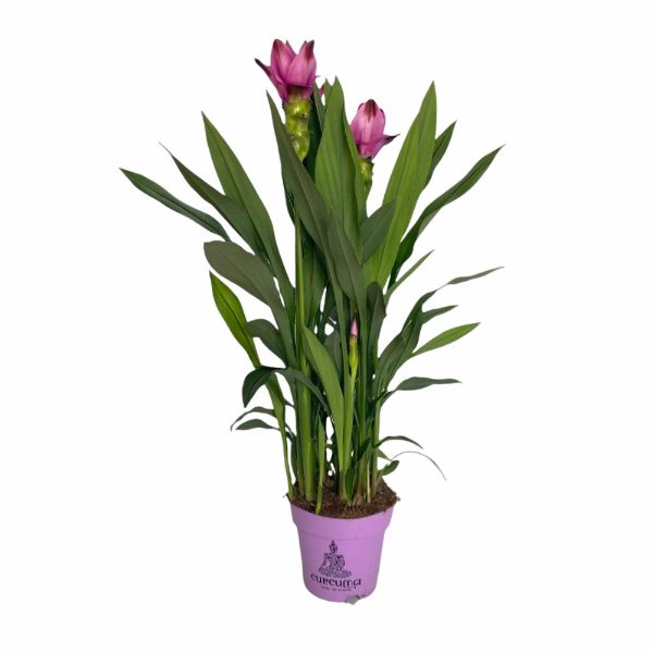 Curcuma in vaso