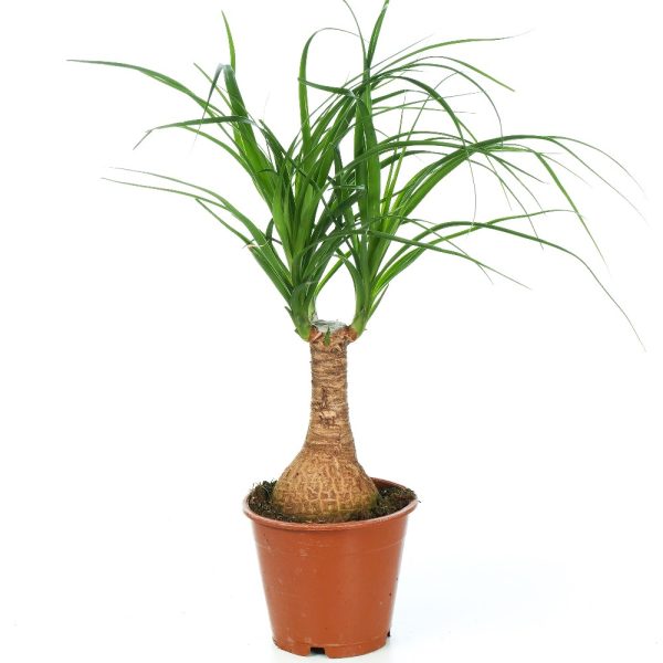 Beaucarnea Recurvata