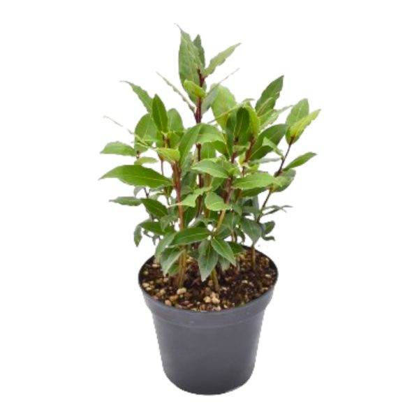 Alloro da siepe Laurus Nobilis
