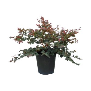Loropetalum Chinense Fire Dance