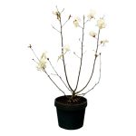 Magnolia stellata bianca