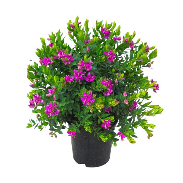 Poligala mirtifolia