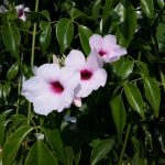 Pandorea Jasminoides variegata