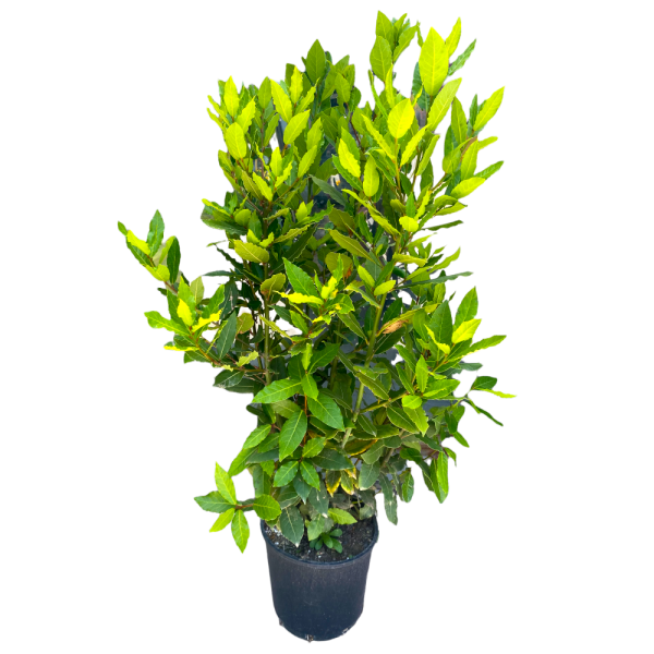 Alloro da siepe Laurus Nobilis