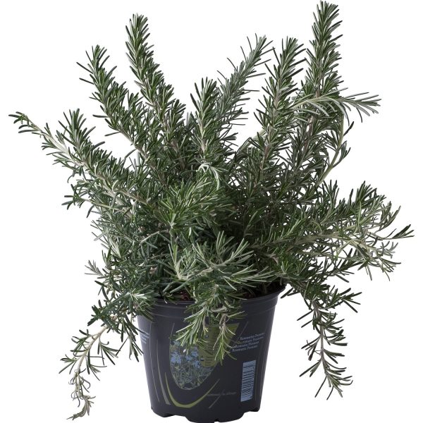 Rosmarino Prostrato in vaso 20 cm