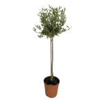 Olivo Bonsai a palla mezzo fusto in vaso 24 cm