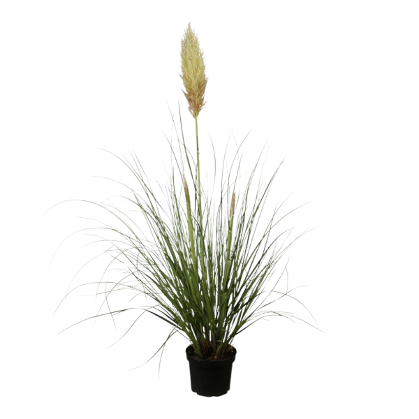 Pampas Cortaderia Selloana bianco in vaso 18 cm