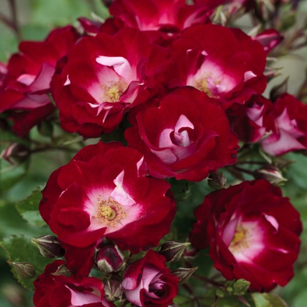 Rosa brevettata paesaggistica Patrick Poivre