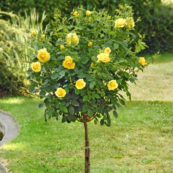 Rosa brevettata Yellow Meilove