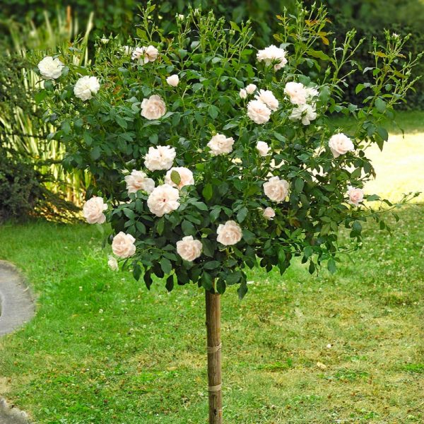 Rosa brevettata Jardins de Bagatelle